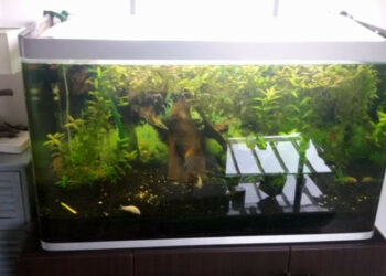 Quel poisson dans l'eau du robinet ?