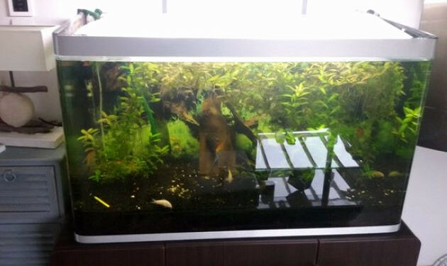 Quel poisson dans l'eau du robinet ?