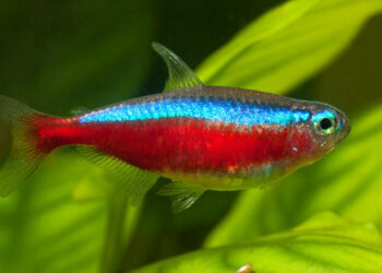 Quel poisson dans l'eau du robinet ?