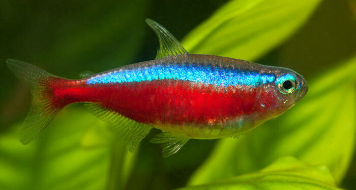 Quel poisson dans l'eau du robinet ?