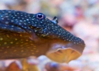 Quel poisson dans l'eau du robinet ?