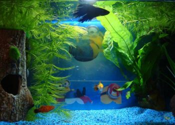 Quel poisson dans l'eau du robinet ?