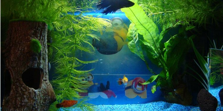 Quel poisson dans l'eau du robinet ?