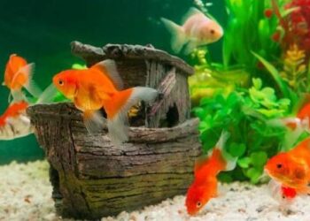 Quel poisson dans l'eau du robinet ?