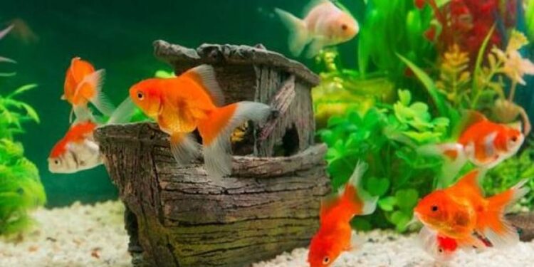 Quel poisson dans l'eau du robinet ?