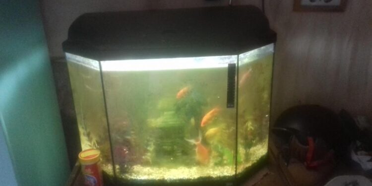 Quel poisson dans l'eau du robinet ?