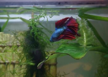 Quel poisson dans un aquarium de 10 litres ?