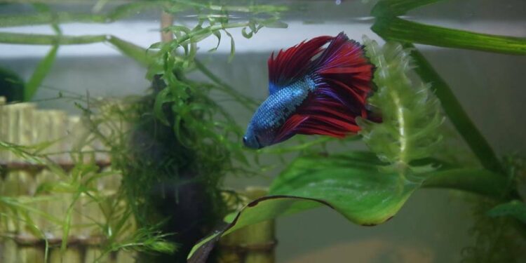 Quel poisson dans un aquarium de 10 litres ?