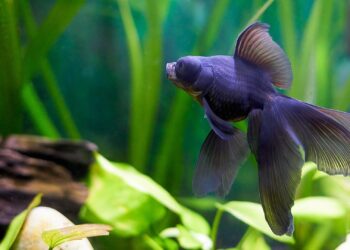 Quel poisson dans un aquarium de 5 litres ?