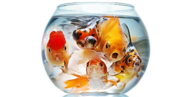 Quel poisson dans un aquarium de 5 litres ?