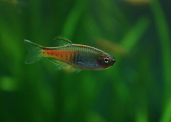 Quel poisson dans un aquarium de 5 litres ?