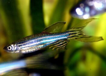 Quel poisson dans un aquarium de 5 litres ?