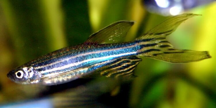 Quel poisson dans un aquarium de 5 litres ?