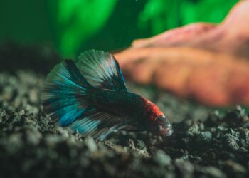 Quel poisson dans un aquarium de 5 litres ?