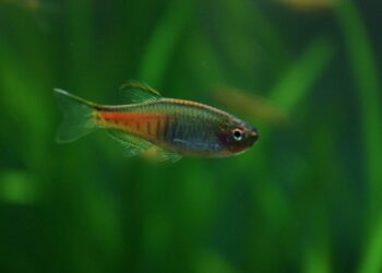 Quel poisson dans un aquarium de 5 litres ?