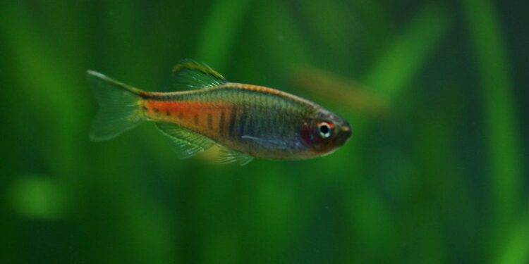 Quel poisson dans un aquarium de 5 litres ?