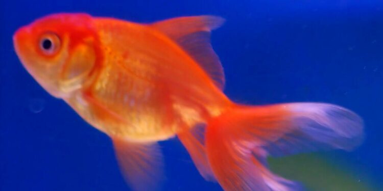 Quel poisson dans un aquarium de 5 litres ?