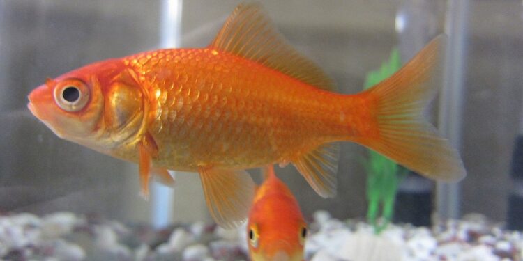 Quel poisson dans un aquarium de 5 litres ?