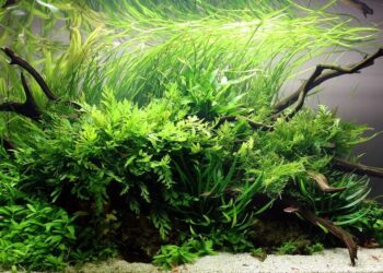 Quel poisson dans un aquarium sans chauffage ?