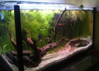 Quel poisson dans un aquarium sans pompe ?