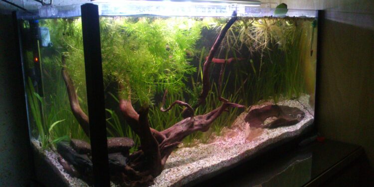 Quel poisson dans un aquarium sans pompe ?