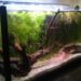 Quel poisson dans un aquarium sans pompe ?