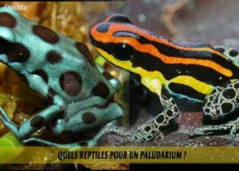 Quel poisson dans un paludarium ?