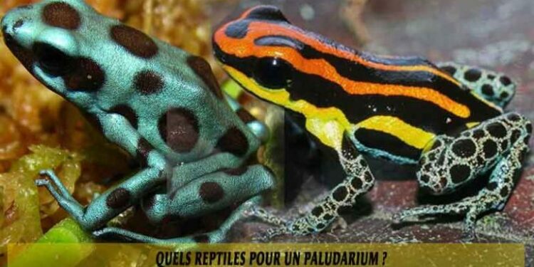 Quel poisson dans un paludarium ?
