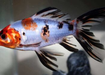 Quel poisson dans un petit aquarium ?