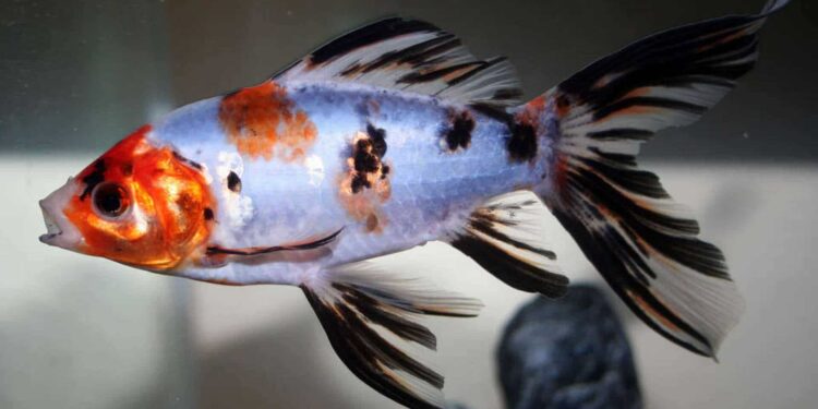 Quel poisson dans un petit aquarium ?