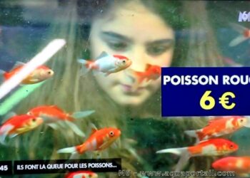 Quel poisson dans un petit aquarium ?