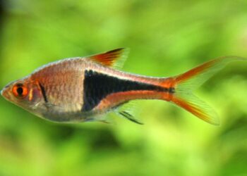 Quel poisson dans un petit bocal ?