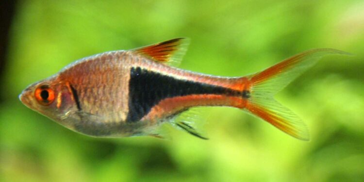 Quel poisson dans un petit bocal ?