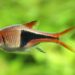 Quel poisson dans un petit bocal ?