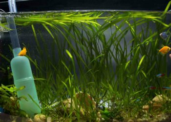 Quel poisson dans un petit bocal ?