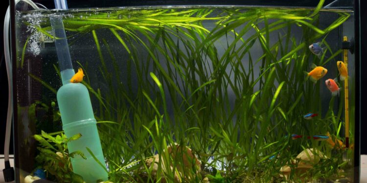 Quel poisson dans un petit bocal ?