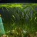 Quel poisson dans un petit bocal ?