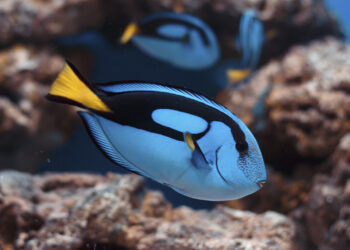 Quel poisson de mer manger ?