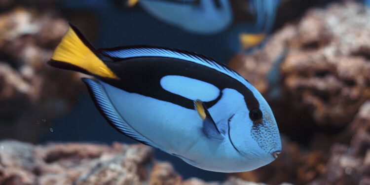 Quel poisson de mer manger ?