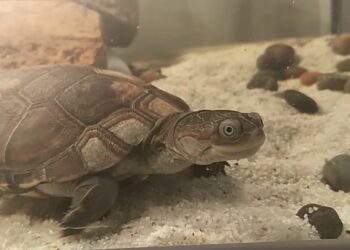 Quel poisson donner à une Pelomedusa ?