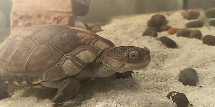 Quel poisson donner à une Pelomedusa ?