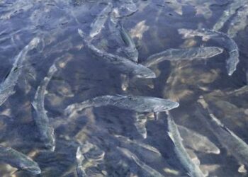 Quel poisson en rivière ?