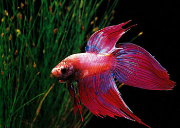 Quel poisson est compatible avec le combattant ?