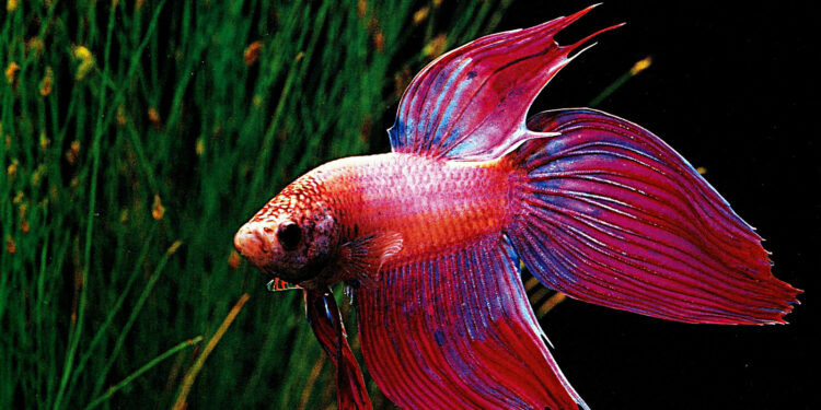 Quel poisson est compatible avec le combattant ?