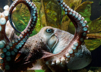 Quel poisson mange le poulpe ?