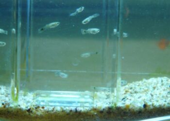 Quel poisson mange les alevins guppy ?