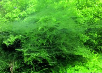 Quel poisson mange les algues filamenteuses ?