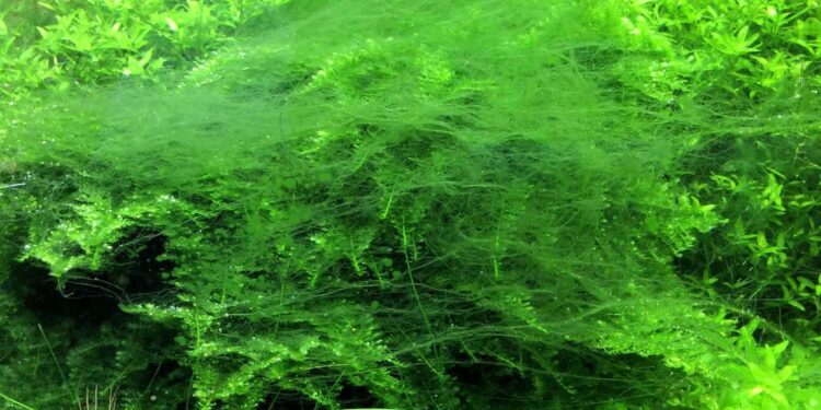 Quel poisson mange les algues filamenteuses ?