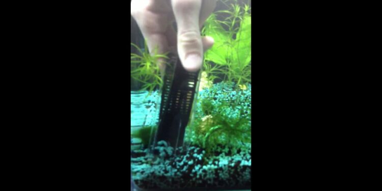 Quel poisson mange les déchets ?