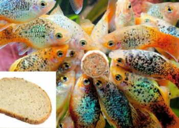 Quel poisson mange les guppys ?